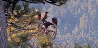 From Friends of Big Bear Valley Eagles (Jackie, Shadow, Gizmo and Sunny)

Several days ago we re-shared information about impacts of fireworks on eagles and nature. It’s information we have been collecting for years and have given presentations about.

The whole...
1/5