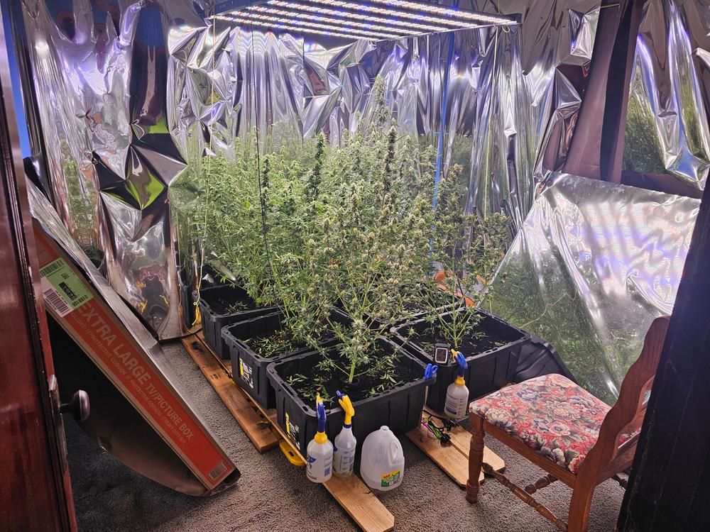 Great, 9 of 10 came up and are looking beautiful 😍🪙 Saving code: CANAKUSH🪙
 buff.ly/vV4q0jb