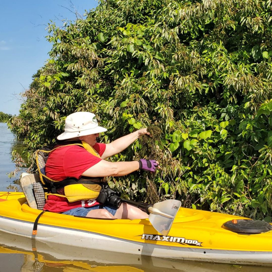 🛶🌿 With support from the #DuckStamp Grant, the Invasive Species Centre is removing European Water Chestnut from the Welland River — 1,367 plants removed this season!
#StampGrant #WildlifeHabitatCanada #InvasiveSpecies #ProtectWhatMatters