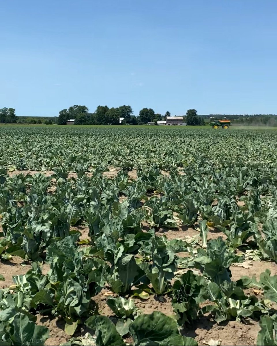 It's harvest time in Ontario! FS Crop Specialist Emma Finch and team are checking the crop that they have scouted and made recommendations for this spring, while FS Operator Gord Hofman is top dressing the next crop of carrots in the background. #FSproud #ontarioproduce #eatlocal