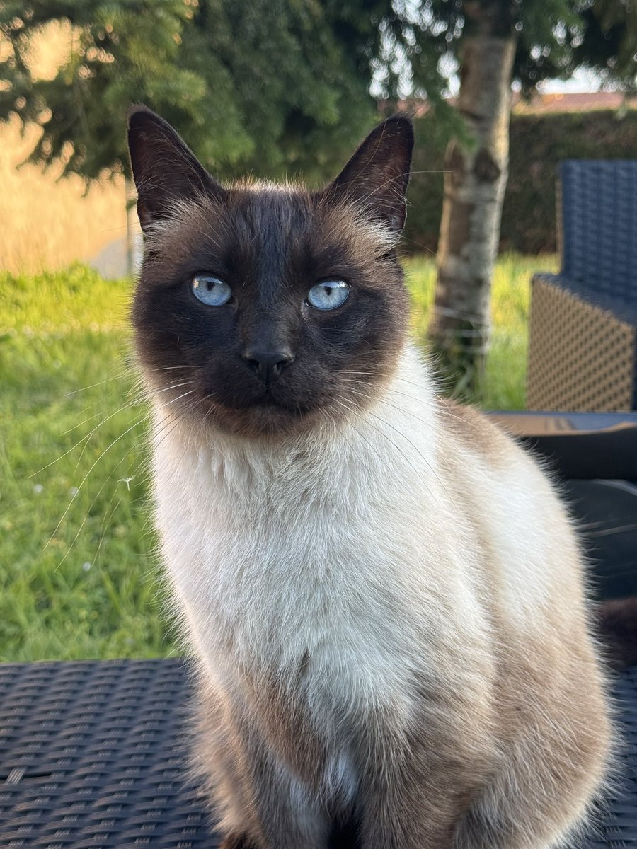 EniraNh's tweet photo. @Mathookee au début de son adoption vs maintenant 🥰 https://t.co/Tt36vg2o7n