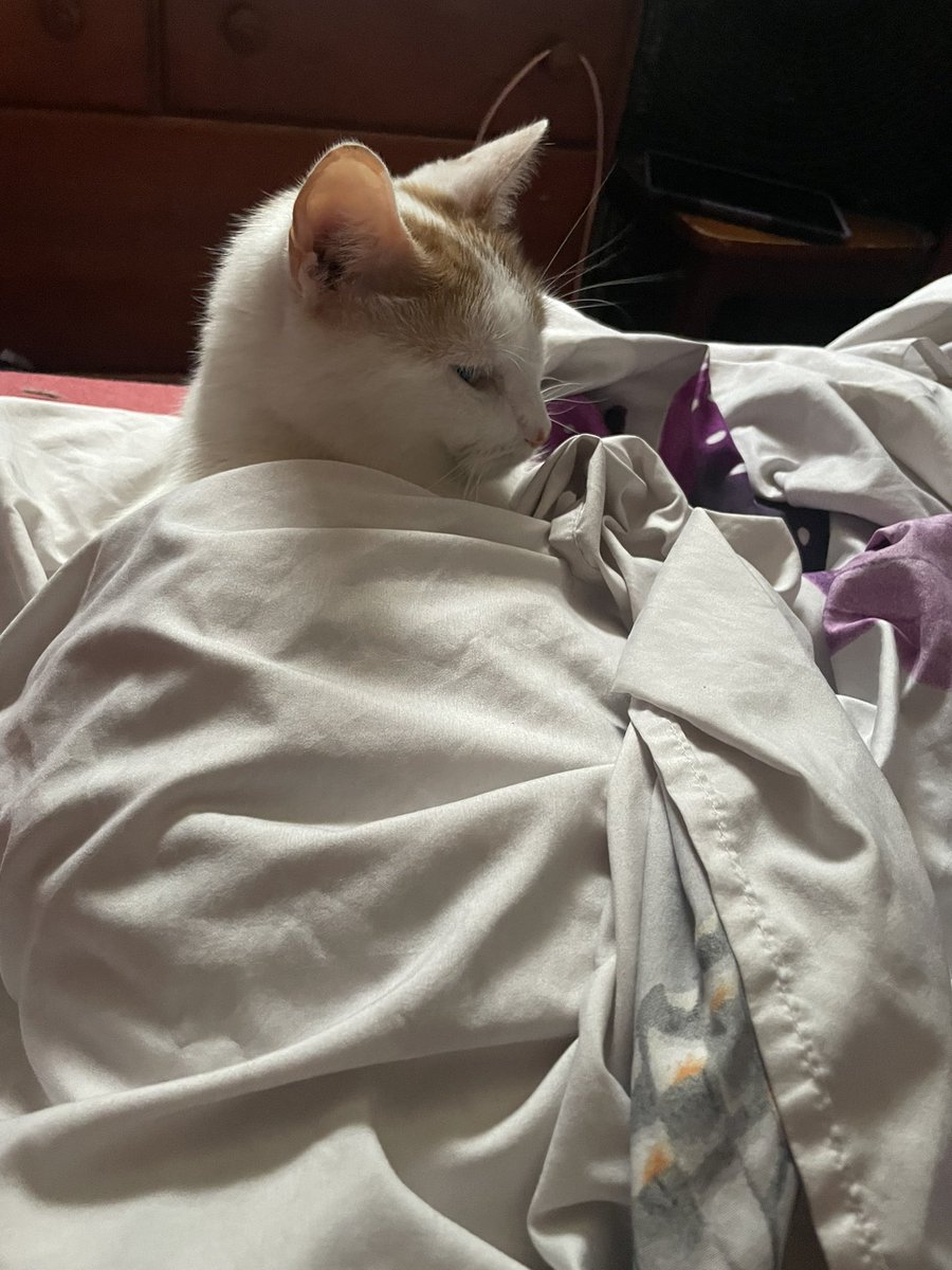 My boops keepin me company while I lay down in bed feeling like absolute crap. 💜 happy 4th to you all