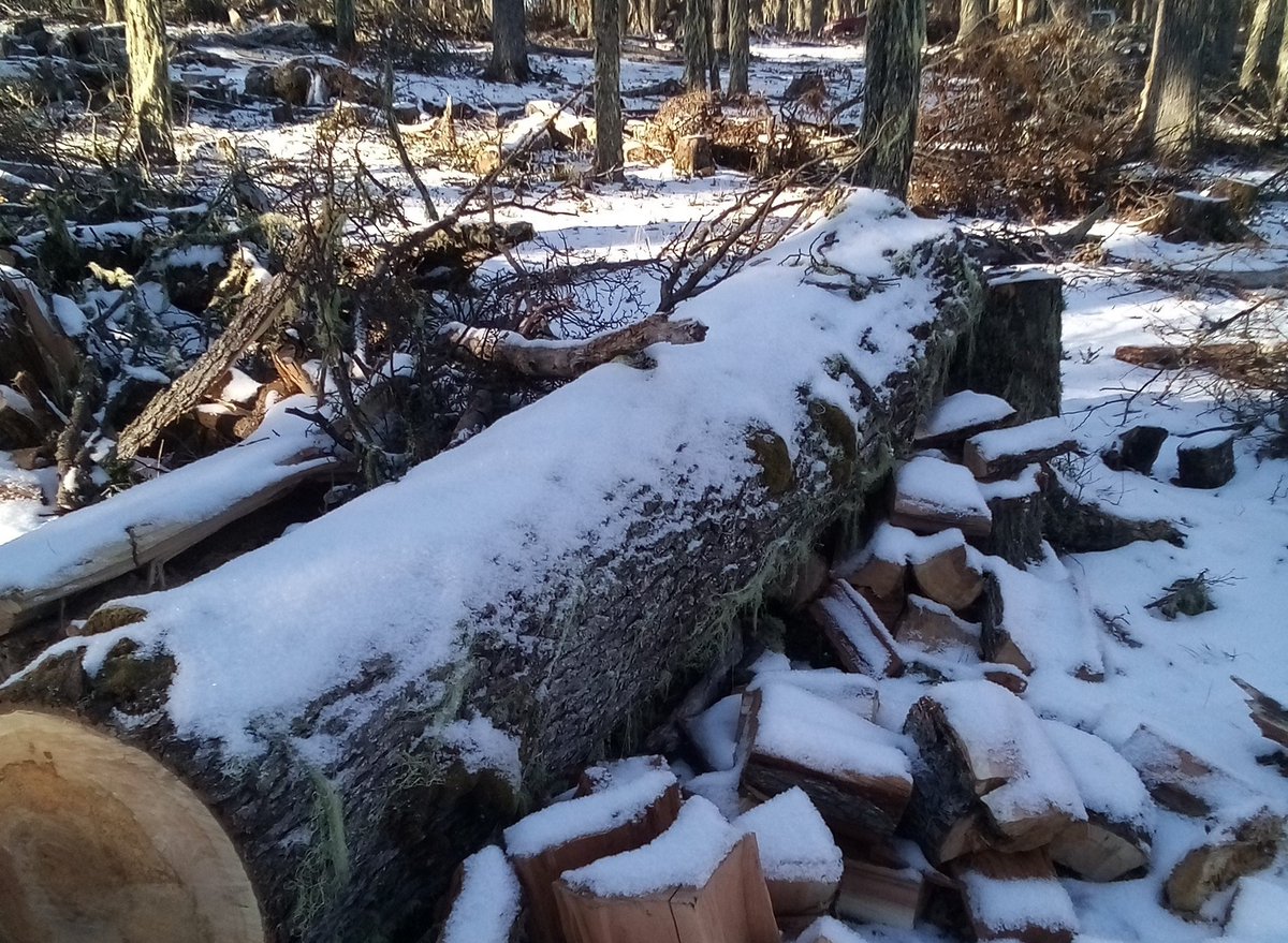👉Tras una inspección de CONAF, BBNN y Carabineros a un predio fiscal de Lago Frío, Región de Aysén, y gracias a denuncia de tercero, seis personas fueron detenidas por el delito de sustracción de madera para leña (especie lenga)🌿, sin tener ❌plan de manejo aprobado por CONAF.