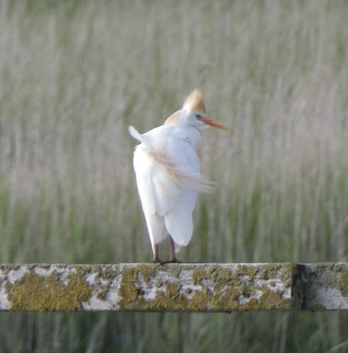 Steve Groves (@swannerysteve) on Twitter photo 2 Little Gulls again <a href="/DorsetSwannery/">Abbotsbury Swannery</a> this evening. The returning wader migrant tally was 1 Greenshank & 3 each of Lapwing & Common Sandpiper. A few Cattle Egrets beginning to reappear too. <a href="/Joe_stockwell/">Joe Stockwell</a> <a href="/CWPhoto11/">Charlie Wheeler Photography</a> <a href="/kbutler1978/">kevin butler</a> <a href="/DorsetBirdClub/">Dorset Bird Club</a> 2 Little Gulls again <a href="/DorsetSwannery/">Abbotsbury Swannery</a> this evening. The returning wader migrant tally was 1 Greenshank & 3 each of Lapwing & Common Sandpiper. A few Cattle Egrets beginning to reappear too. <a href="/Joe_stockwell/">Joe Stockwell</a> <a href="/CWPhoto11/">Charlie Wheeler Photography</a> <a href="/kbutler1978/">kevin butler</a> <a href="/DorsetBirdClub/">Dorset Bird Club</a>