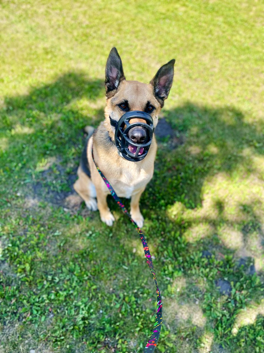 Happy 4th of July to our southern pals!

May your day be filled with fun, BBQ, and treats!  ♥️🤍💙