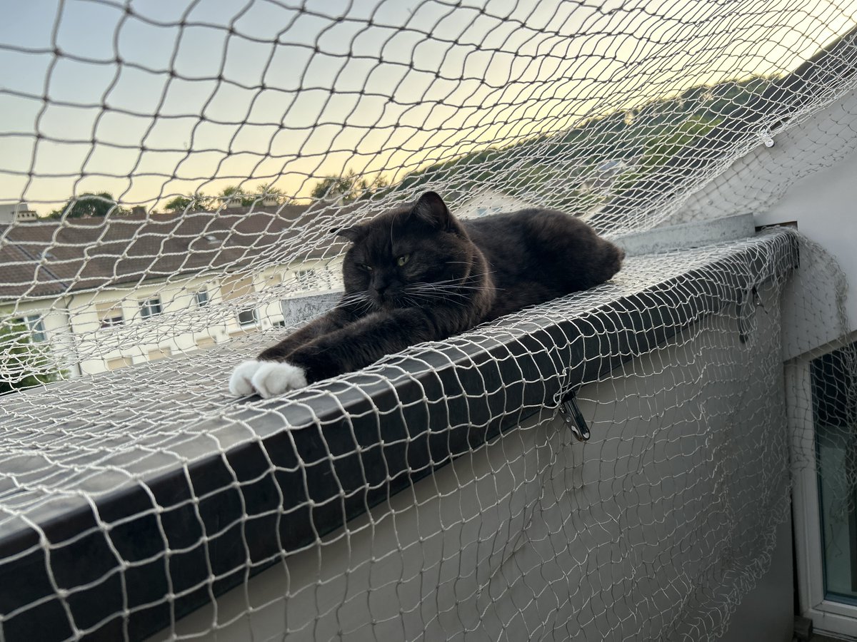 muzumerie's tweet photo. 新顔の3匹のうち
残念ながら1匹は何をどうしても
折り合いが合わずに新しいお家に
もらわれていくことになりました
幸い友人宅にもらわれて行ったので
会いに行くことができる環境で良かった
今は4匹で落ち着きました
#猫のいる暮らし𓏲𓎨 
#猫のいる幸せ 
#猫好きさんと繫がりたい𓏲𓎨 https://t.co/xmpsbugOZ9
