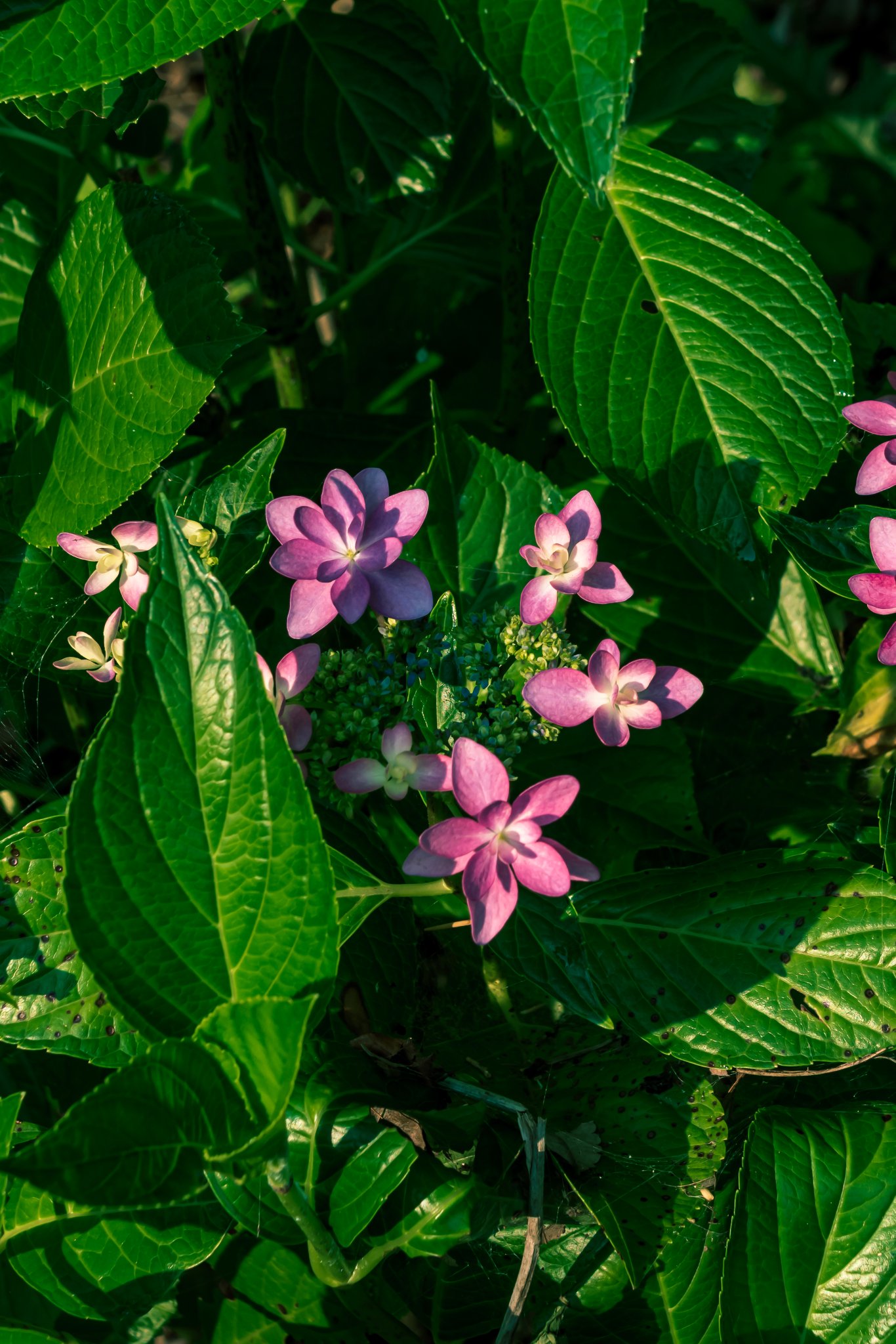 紫陽花 紫陽花 