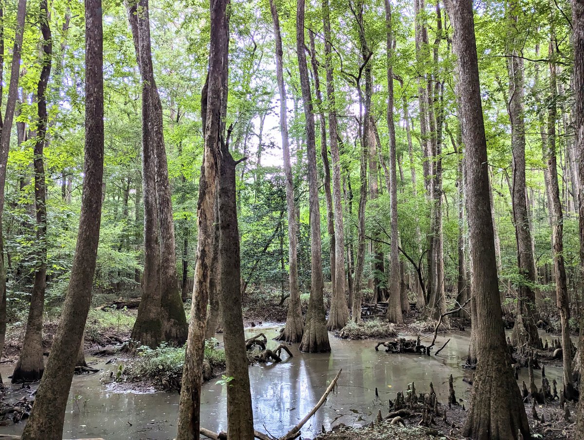 A day back at <a href="/CongareeNPS/">Congaree Natl Park</a> and a super cool experience in the rain. #NatureBeauty #nationalparks