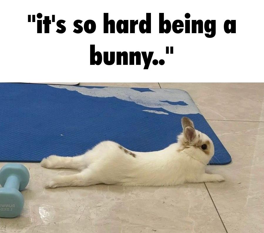 🏳️‍⚧️Riley :3 (bnuuy coded🐇) tweet media
