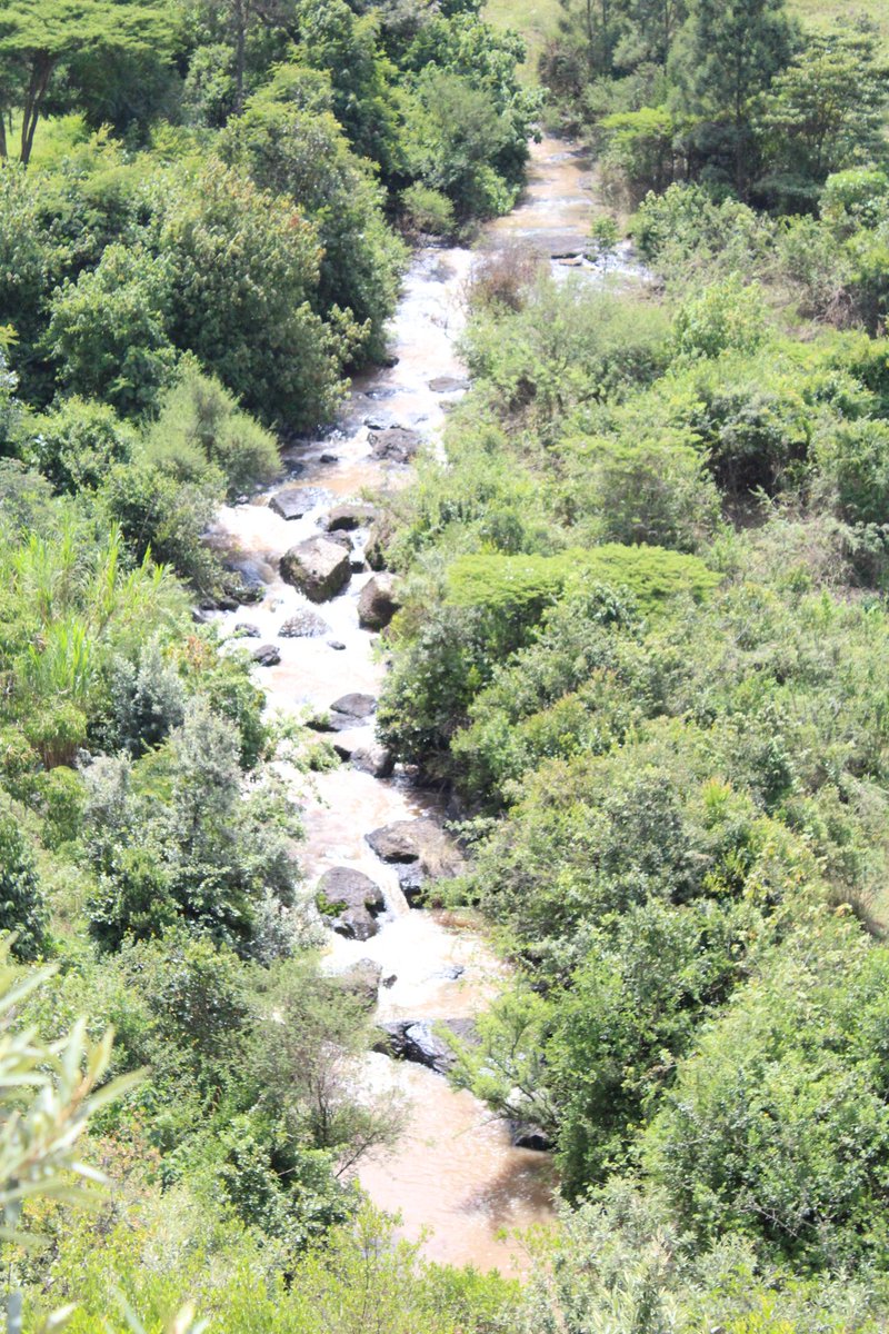 umbrellaWruanvs's tweet image. Day 2 #Mini #JourneyofWater #RiverGilgil. Walking for a good course. Thank you all for walking with us. Lets keep River Gilgil flowing #Voices4Rivers
#Catchment2Tap