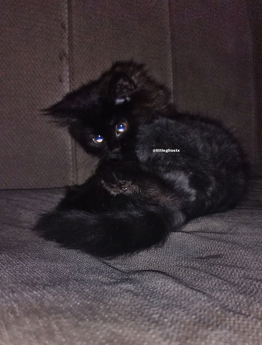 Black cats are not bad luck (@visualscat) on Twitter photo 