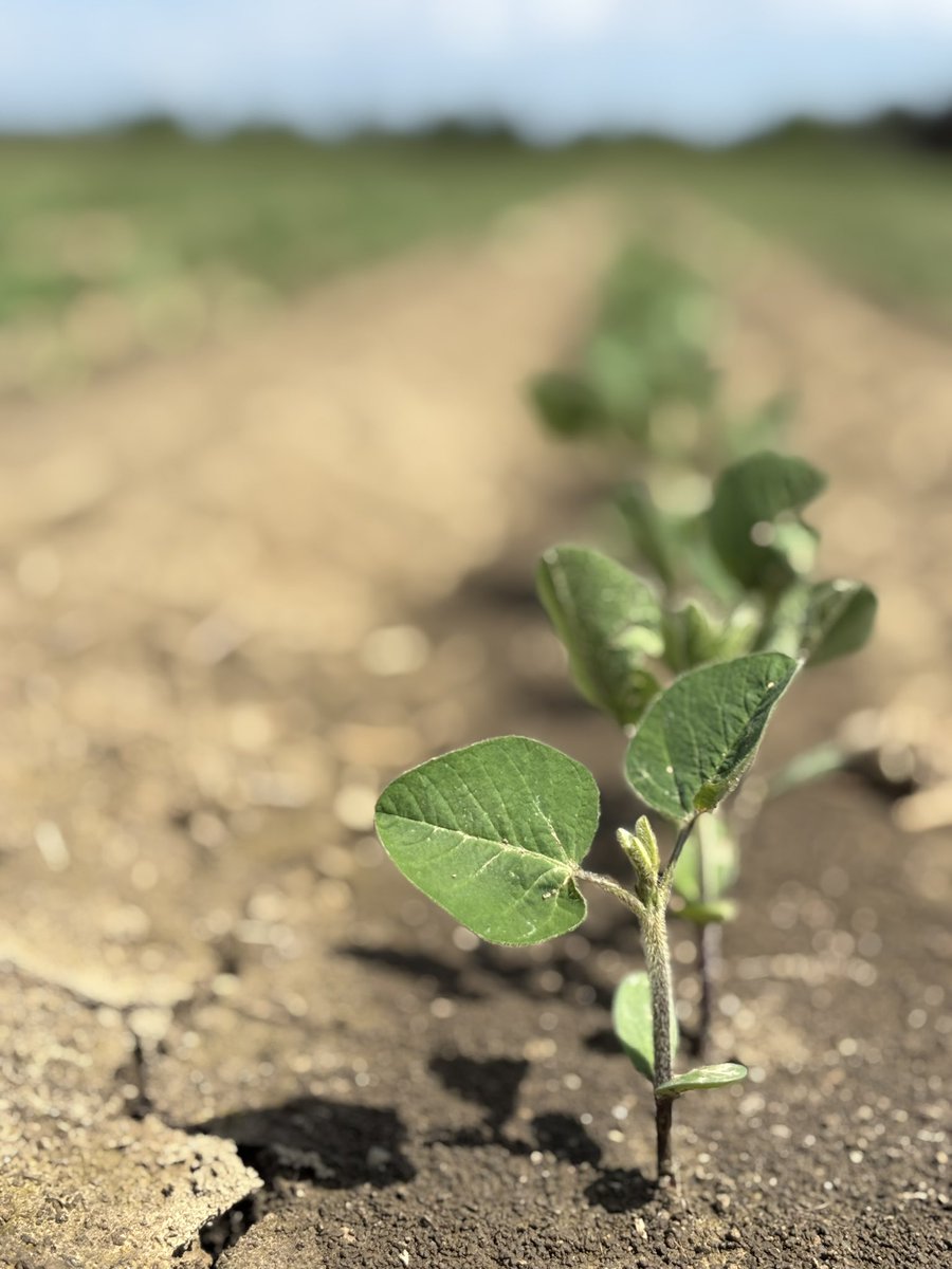 It’s that time of the year where we start seeing variable control of volunteer corn, especially when antagonized by a group 4 herbicide… pick your priorities and tank mix accordingly! #ontag