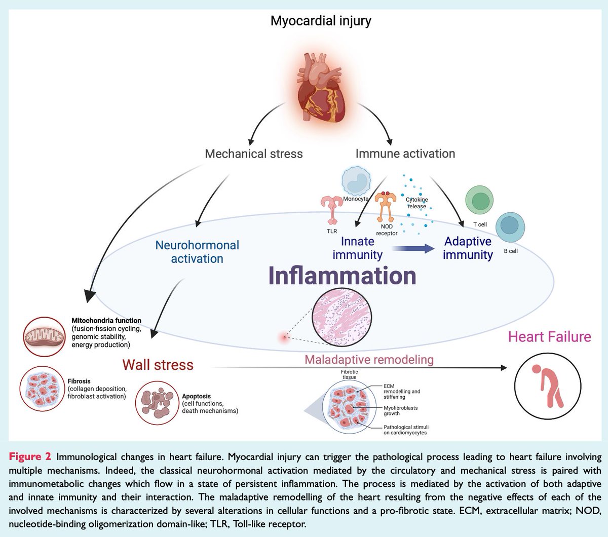 HFA_President's tweet image. What's the role of inflammation & metabolism in #HeartFailure?
From #EJHF, The #HFA_ESC position paper explores how immune&metabolic dysregulation contribute to disease progression:
🔷Chronic low-grade inflammation
🔷Mitochondrial dysfunction & energy deficit
🔷Metabolic…