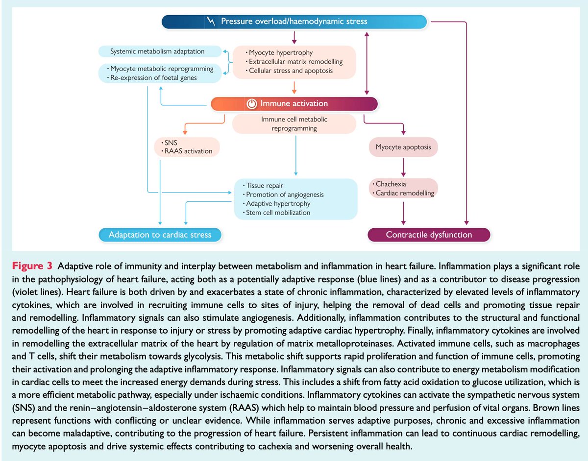HFA_President's tweet image. What's the role of inflammation & metabolism in #HeartFailure?
From #EJHF, The #HFA_ESC position paper explores how immune&metabolic dysregulation contribute to disease progression:
🔷Chronic low-grade inflammation
🔷Mitochondrial dysfunction & energy deficit
🔷Metabolic…