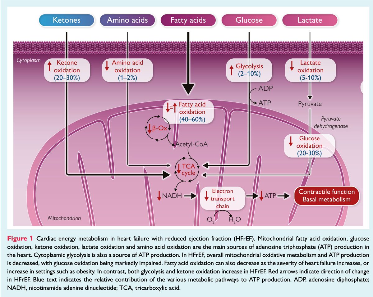 HFA_President's tweet image. What's the role of inflammation & metabolism in #HeartFailure?
From #EJHF, The #HFA_ESC position paper explores how immune&metabolic dysregulation contribute to disease progression:
🔷Chronic low-grade inflammation
🔷Mitochondrial dysfunction & energy deficit
🔷Metabolic…