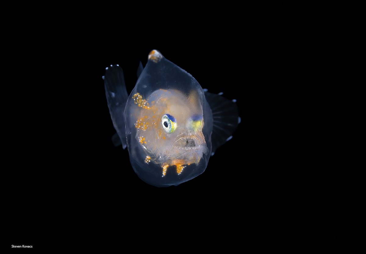 Unknown species of deep water Anglerfish making an appearance for the first time this year off the coast of Florida. Possibly a Footballfish, Himantolophus species, according to scientists.  Definitive i.d. pending...
