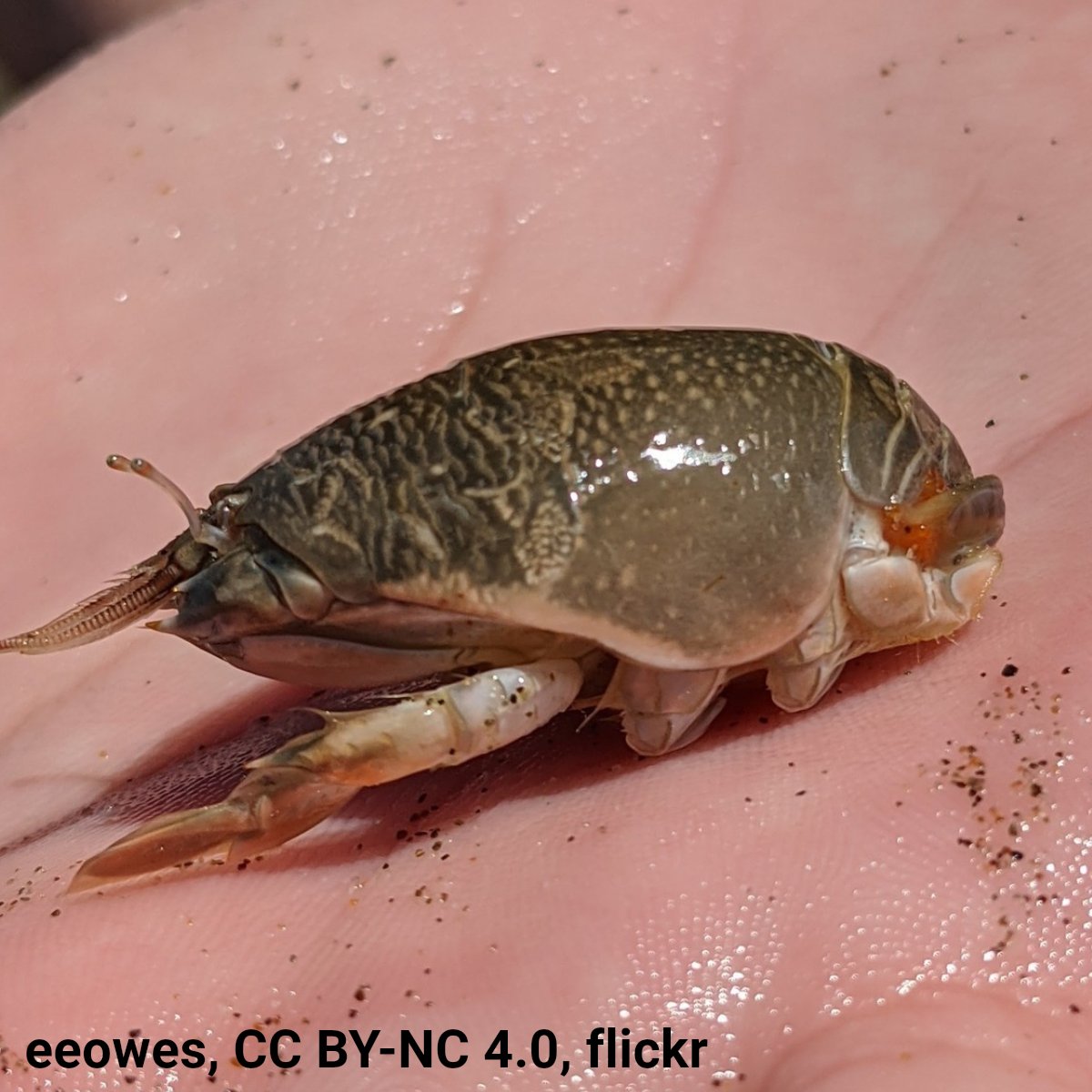 AMNH's tweet image. Have you ever seen one of these at the beach? Also known as “sand crabs” or “sand fleas,” Pacific mole crabs migrate with the tides, feeding on plankton brought in by the waves. These critters use their back legs to get around, and they burrow backwards, too.