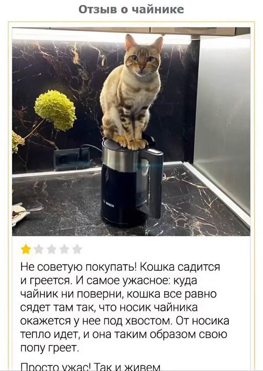 какой же крутой кот