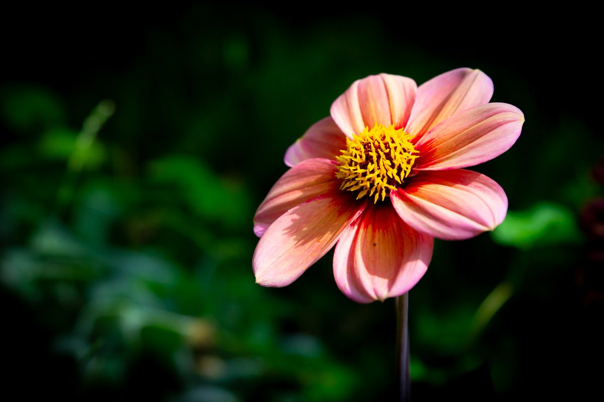 De Blonde Dokter tweet media