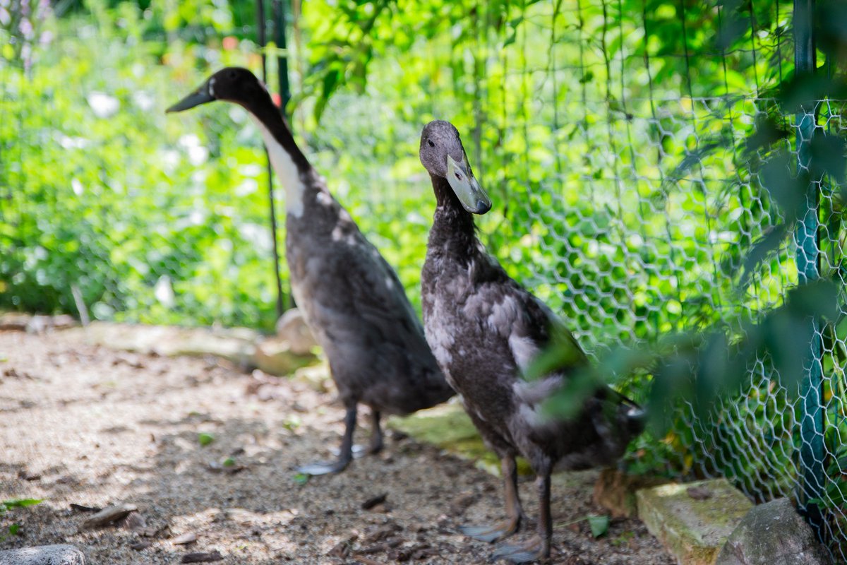 De Blonde Dokter tweet media