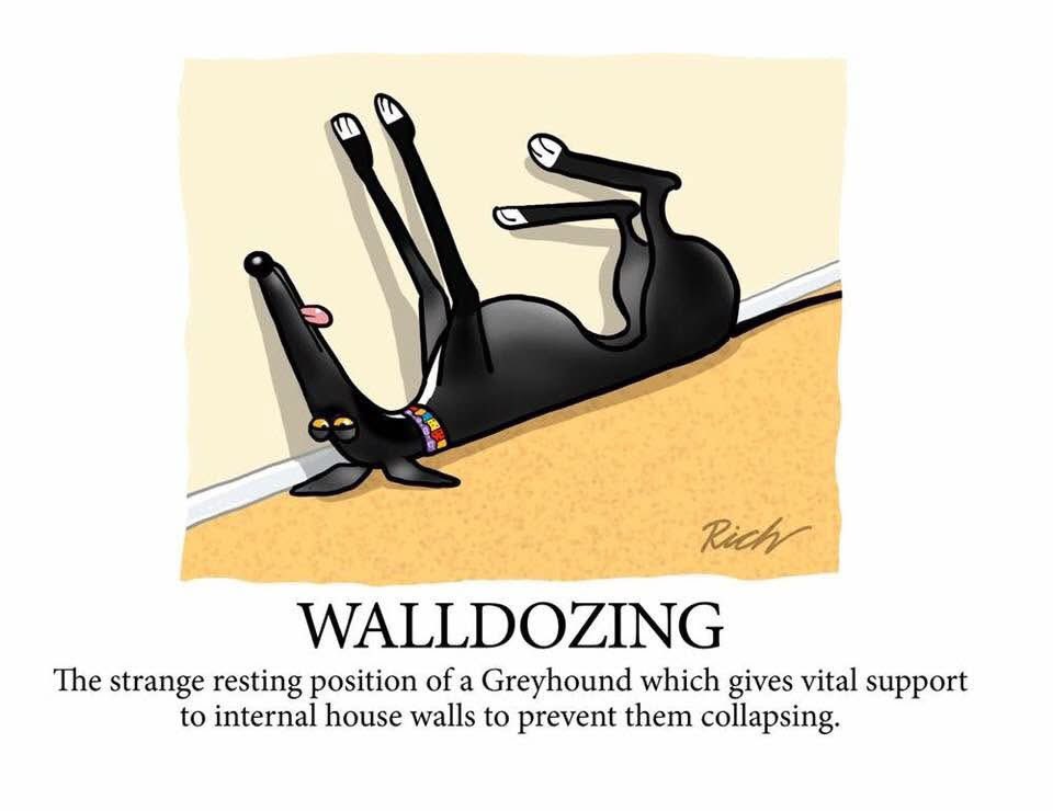 I’ve just got off the phone and noticed that Lord Ralphington had disappeared. 

He’d taken himself upstairs to chill out and to support the bedroom wall to stop it from collapsing! 🙄😂

Goodnight all. 

Until tomorrow. 🐾🐾

#Walldozing
#LazyLurcher