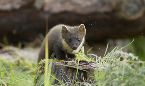 CEN_HQ's tweet image. 🦋 If we are serious about reversing biodiversity loss, we must harness the full power of the market to do so.
That means creating conditions where private investment can flow into nature recovery - not as an act of charity, but as a rational, profitable enterprise.
CEN's…