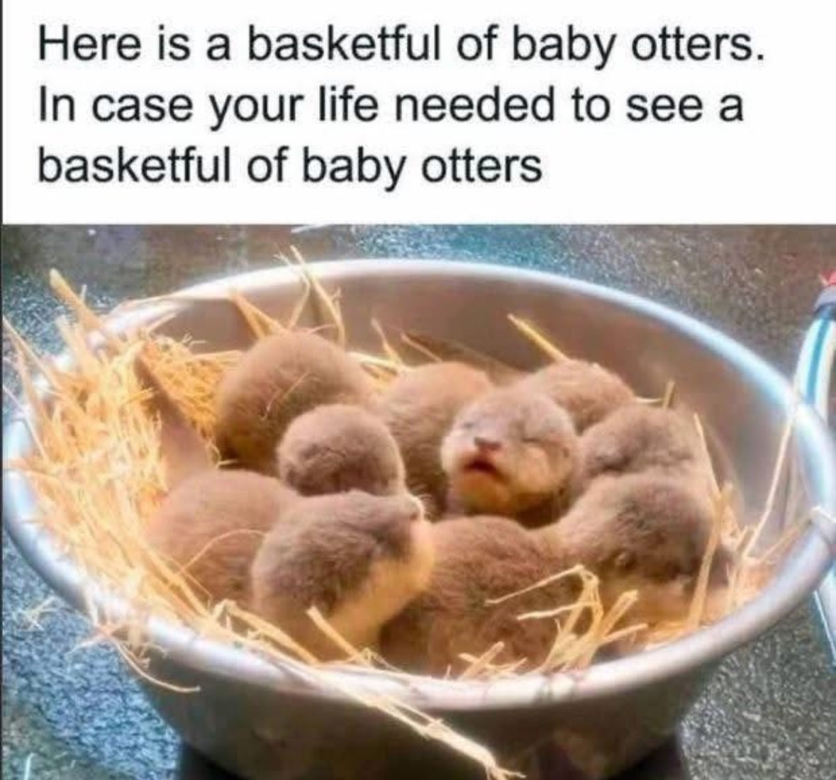 Respectful Memes (@respectfulmemes) on Twitter photo 