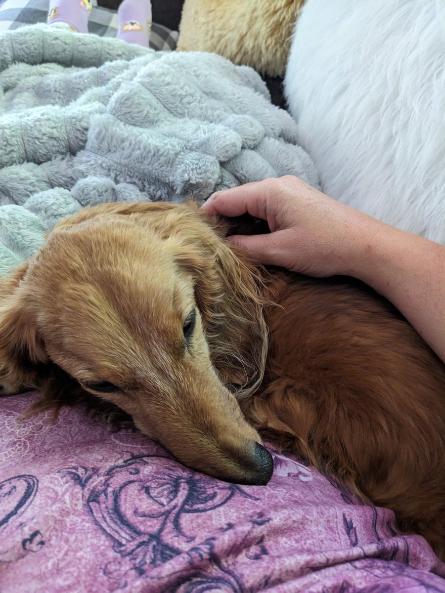 odiesislandlife's tweet image. I love this old guy so damn much 🥹 his ears are like velvet 😍 we're watching Jaws lol #rowan #seniordogs #dogsittinlife #odiesfriends #summermovies