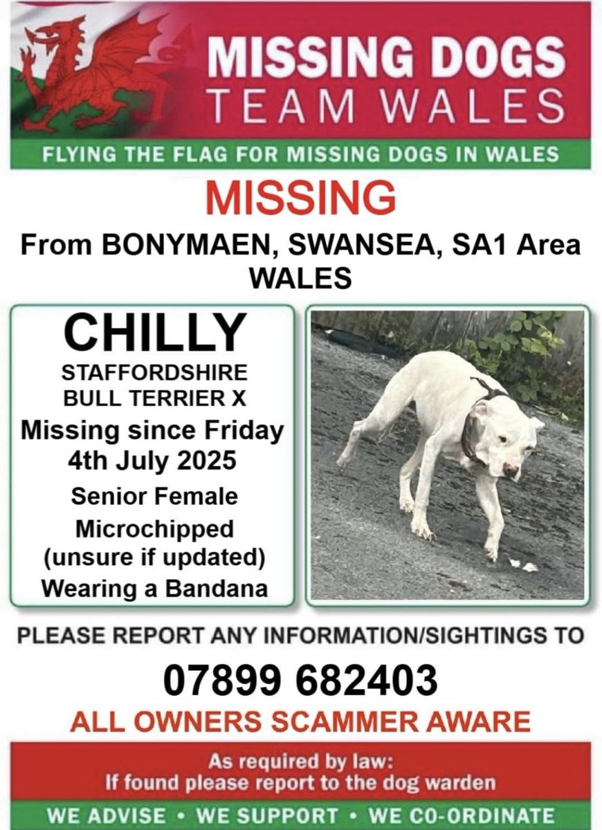 ‼️12 YEAR OLD #CHILLY IS #MISSING FROM #BONYMAEN AREA #SWANSEA #SA1 #WALES 
FRIDAY 4TH JULY 
🔻FEMALE STAFFY CROSS 
🔻MICROCHIPPED ( unknown if contact number updated)
🔻WEARING A BANDANA 

💥Last sighting around 4.30pm near the Community centre 💥

‼️CALL NUMBER ASAP IF SEEN