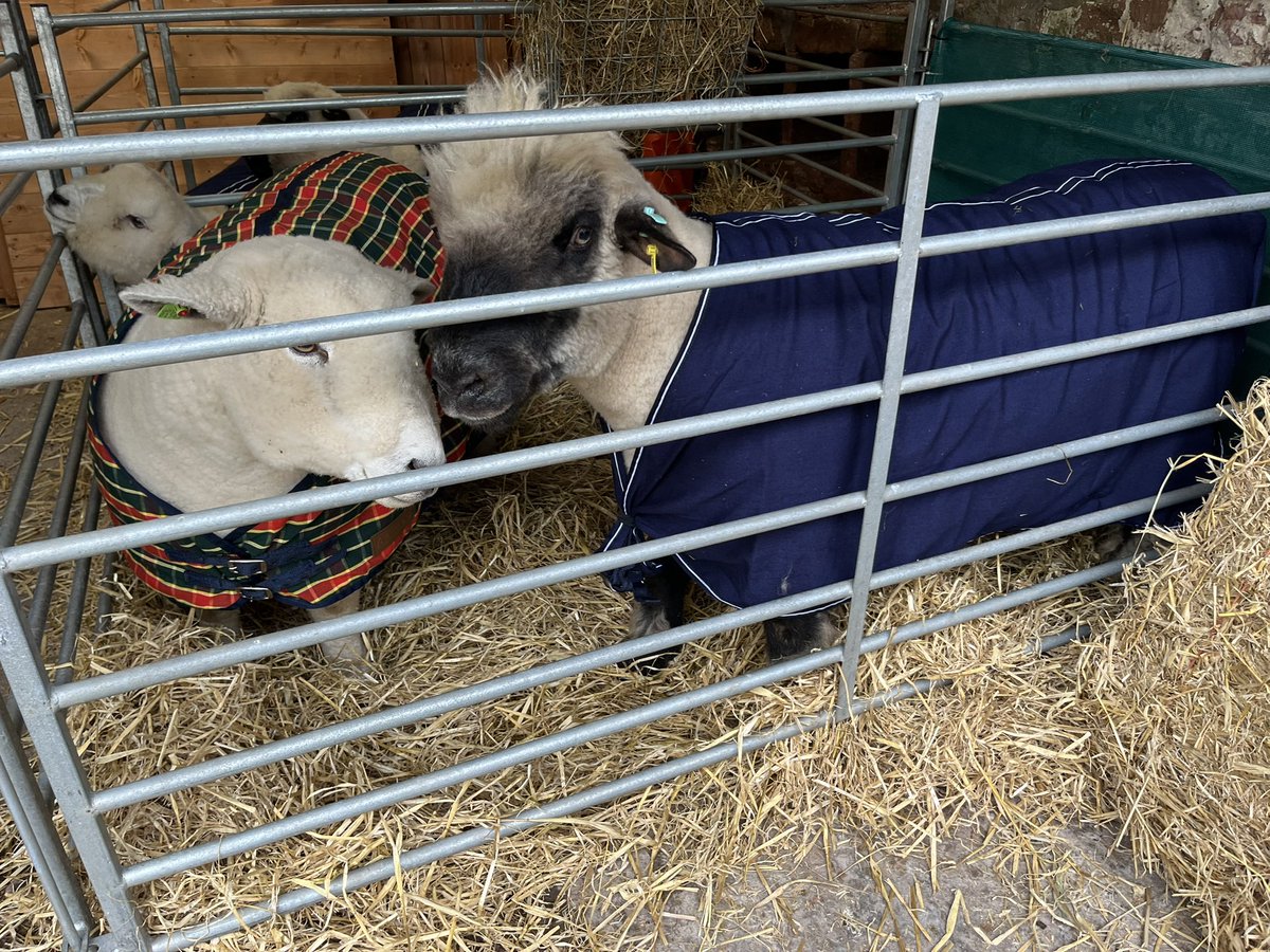 Ballindean Ryelands & Menmuir Oxford Downs tweet media