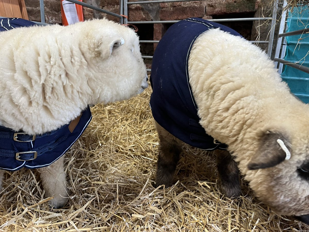 Ballindean Ryelands & Menmuir Oxford Downs tweet media