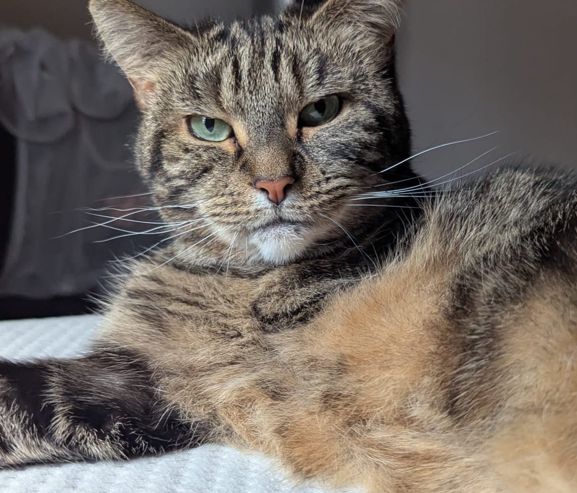 LolaLegged's tweet image. Happy #July4thWeekend to all my American furiends 🇺🇲😻👋 #IndependenceDay #CaturdayEve