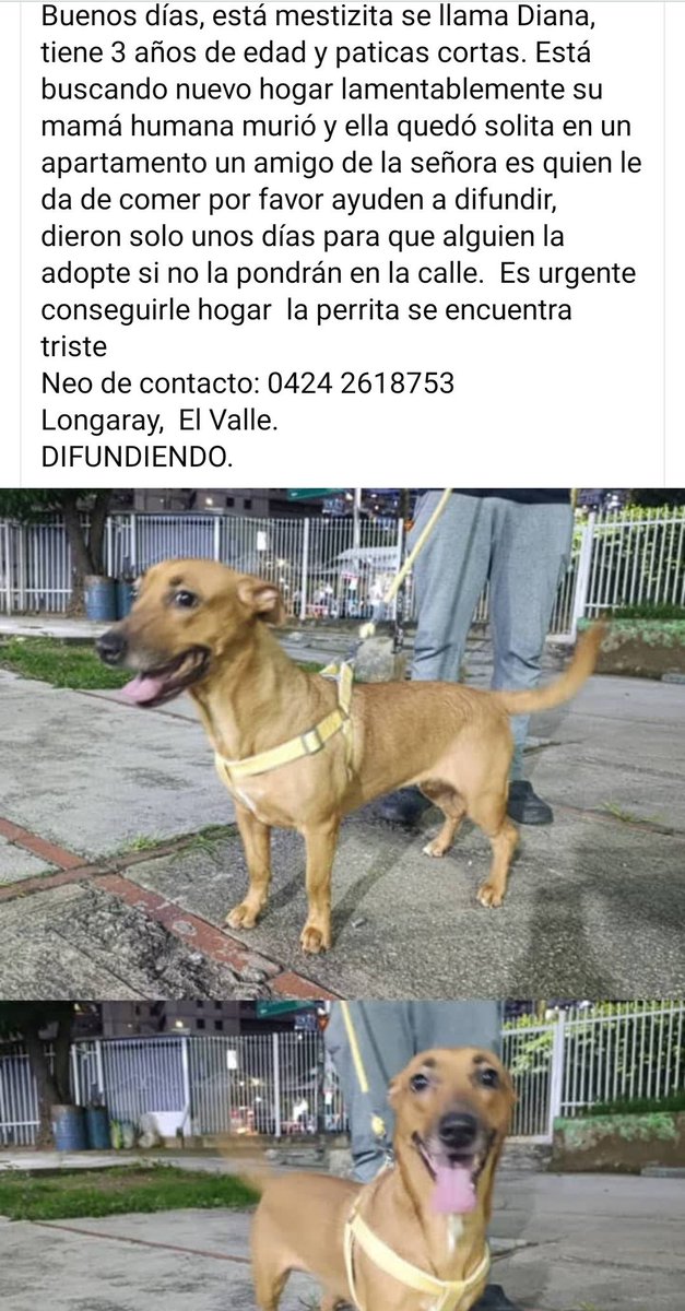 PerroUsuario's tweet photo. En adopción responsable, CARACAS https://t.co/tIkFKBpGNm