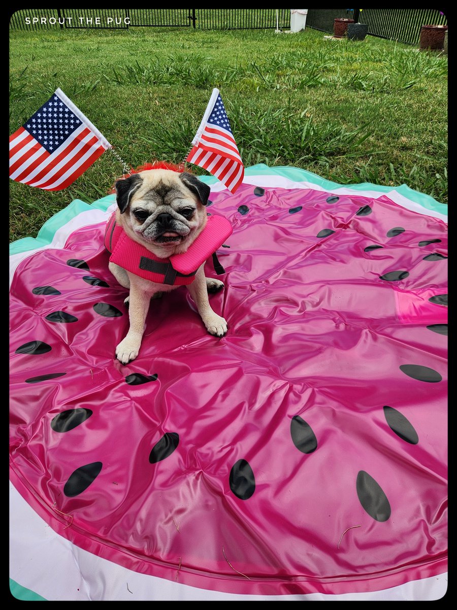 Sprout here! 

Happy 4th of July!! 🎉🎆🗽🦅🍉

Ok, I've got my floatie vest on, I'm ready. Turn on the hose Mama! 💦

#July4 #IndependenceDay #splashpad #puglife