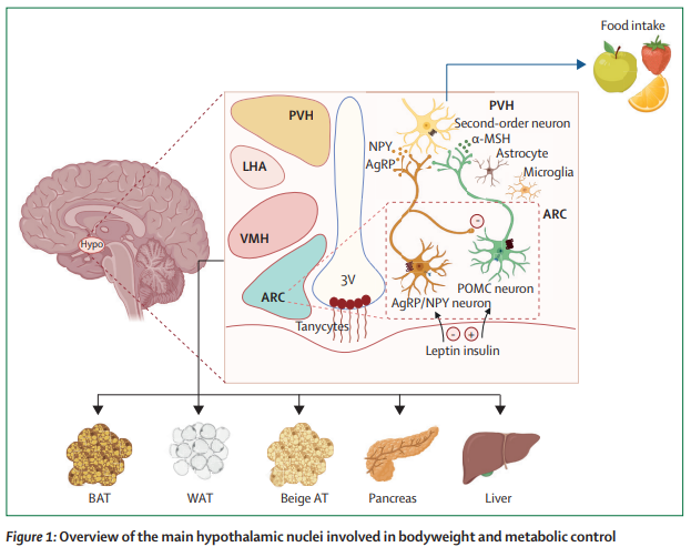 TheLancetEndo's tweet image. #Hypothalamic #obesity: from basic mechanisms to clinical perspectives thelancet.com/journals/landi… 
#hyperphagia