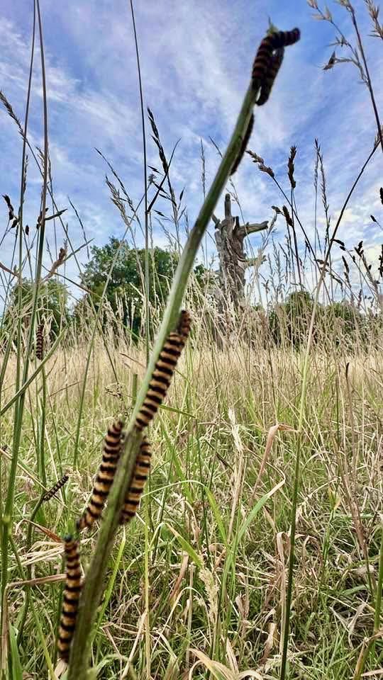 StokeLodgeVG's tweet image. One lucky walker was delighted to notice  lots of Cinnabar moth caterpillars at work on Stoke Lodge this evening and sent a photo. We’ll be sure to look out for some black and red moths in a while.
