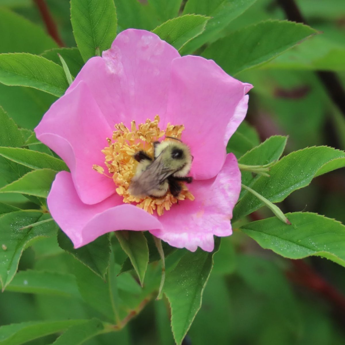 We ❤️ nature, and we know you do too. Here are a few simple ways you can be a respectful visitor during your time at #OntarioParks:
🌿 Do not pick any plants!
🦊 Keep your distance from wildlife!
🌲 Stay on designated trails!
🍫 Pack out your garbage! 
#DiscoverOP