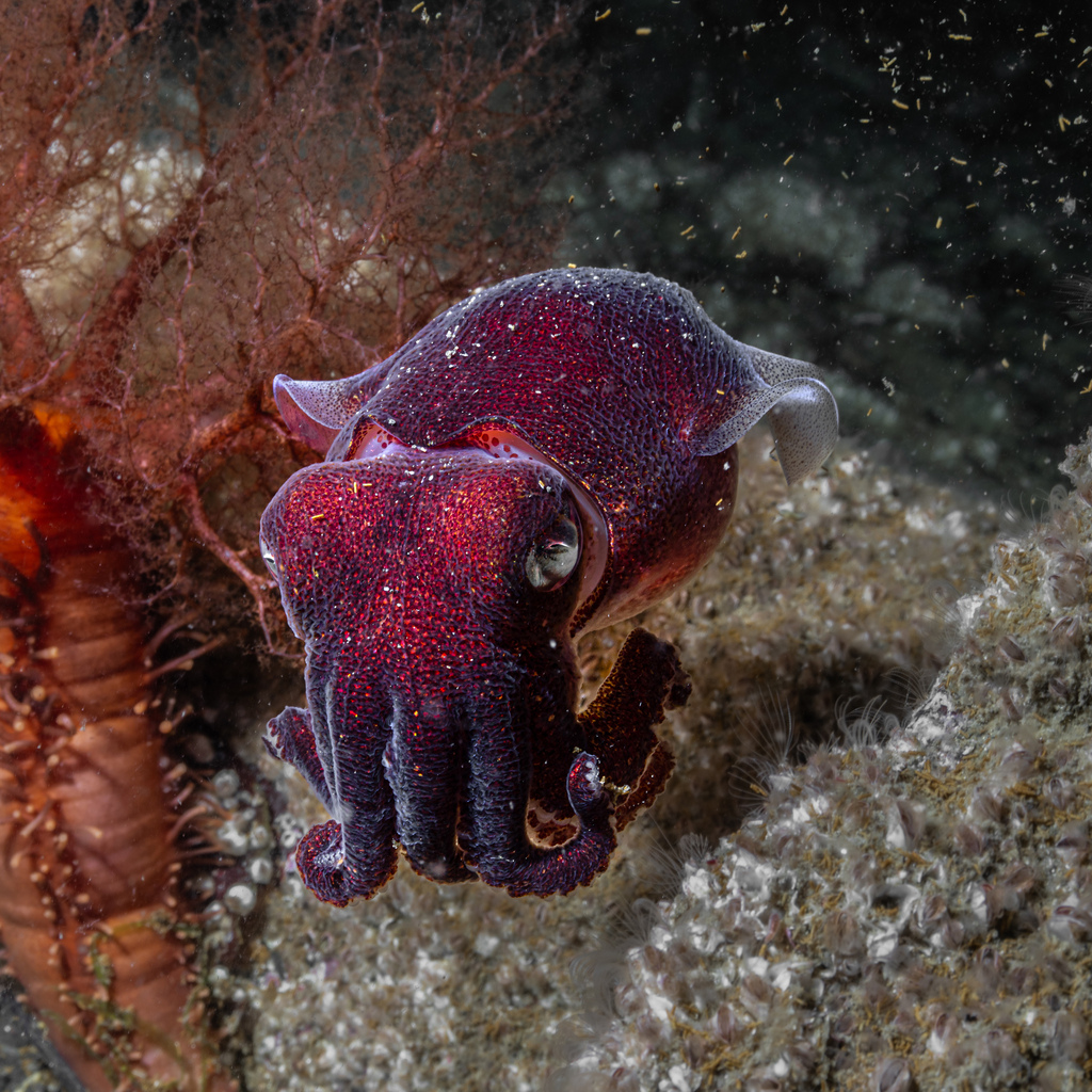 Cephalopods Daily tweet media