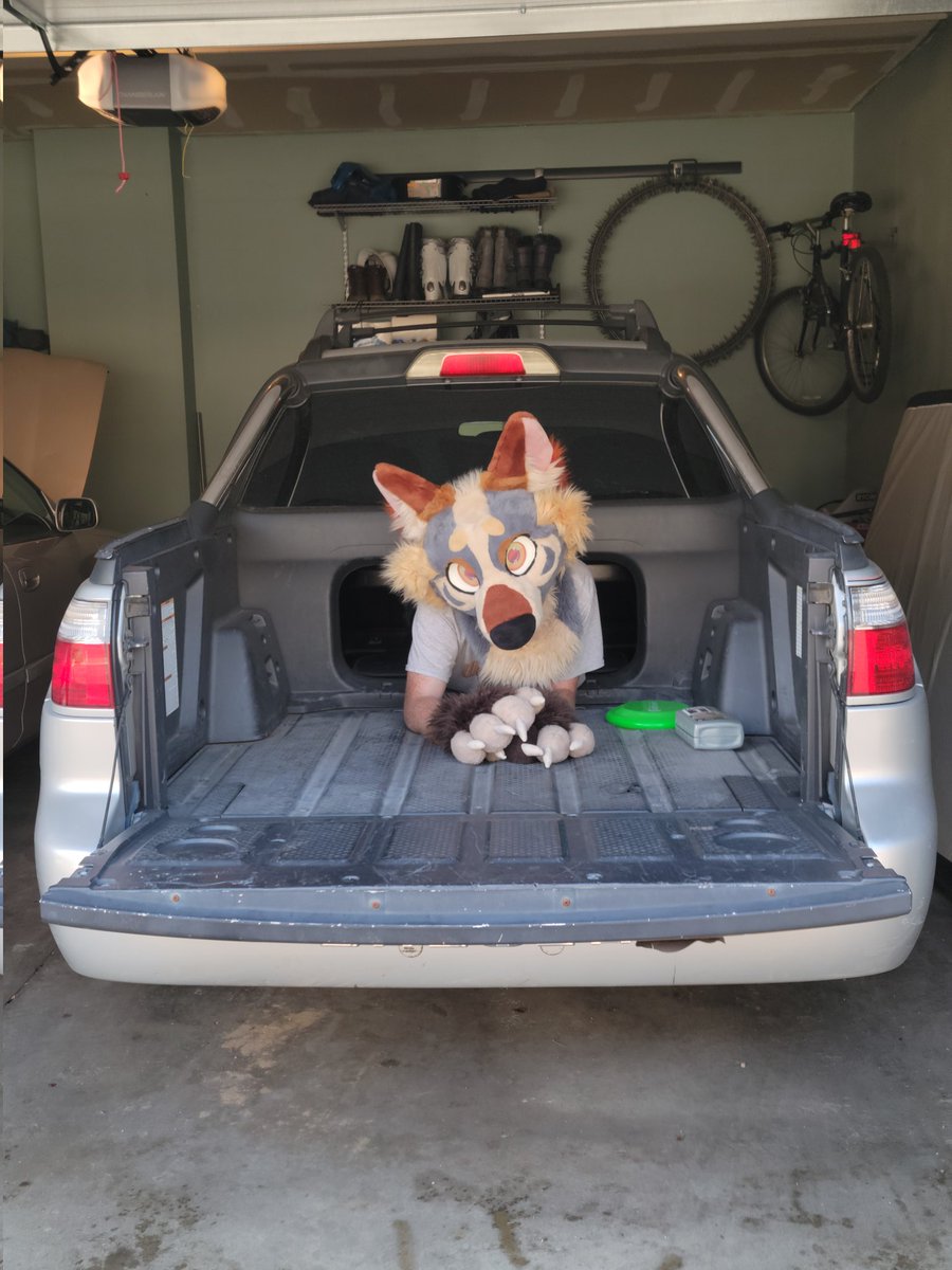 Coyote found himself a silly truck

#FursuitFriday