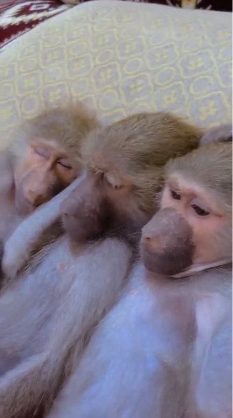 وضع الطواقي هههههههههههههههههههههههههههههههههههههههههههههه  

 #الهلال_فلومينينسي