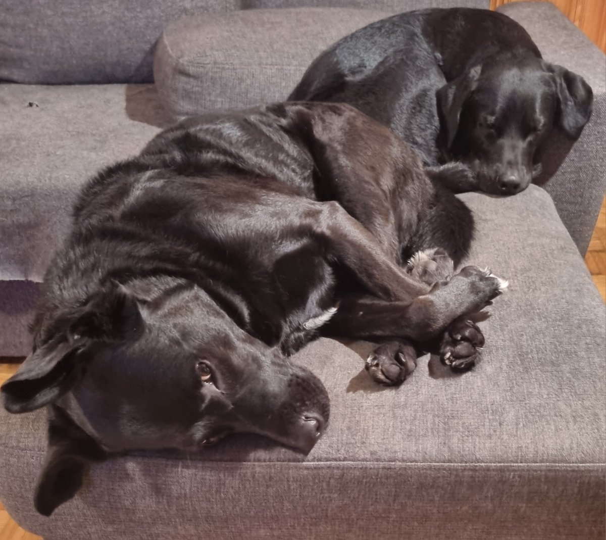 Vili ( whitepaw ) and Aksu are ready to sleep... it's good to sleep now because new training starts on Sunday. Good night #fellas and friends💤