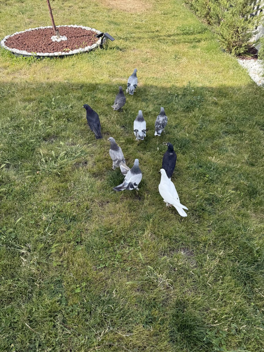 Kalkışa hazırlanıyorlar emeği geçenlere teşekkür ederim 

4 saatten aşağı uçmayacaklar çekiş mesafesi 60.ila 100 mt olucak yakında başlarlar