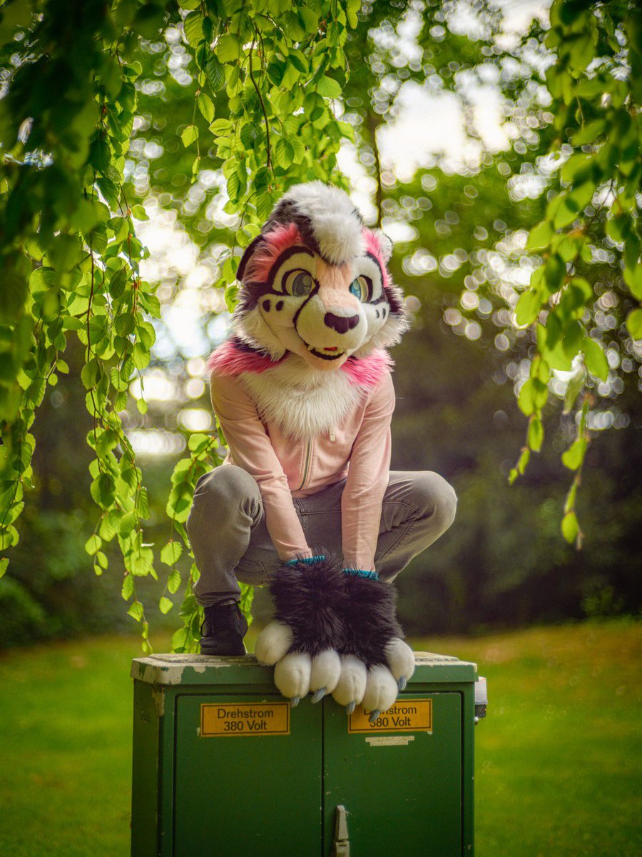 Perching everywhere #FursuitFriday