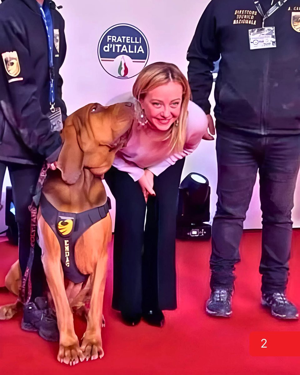 "Addio a Bruno, il cane eroe di Taranto ucciso con esche piene di chiodi. Una vita dedicata agli altri, stroncata da un gesto inumano. Aveva salvato 9 persone, ricevuto onorificenze in tutta Italia, posato accanto alla Premier Meloni. Era molto più di un cane da soccorso: era un