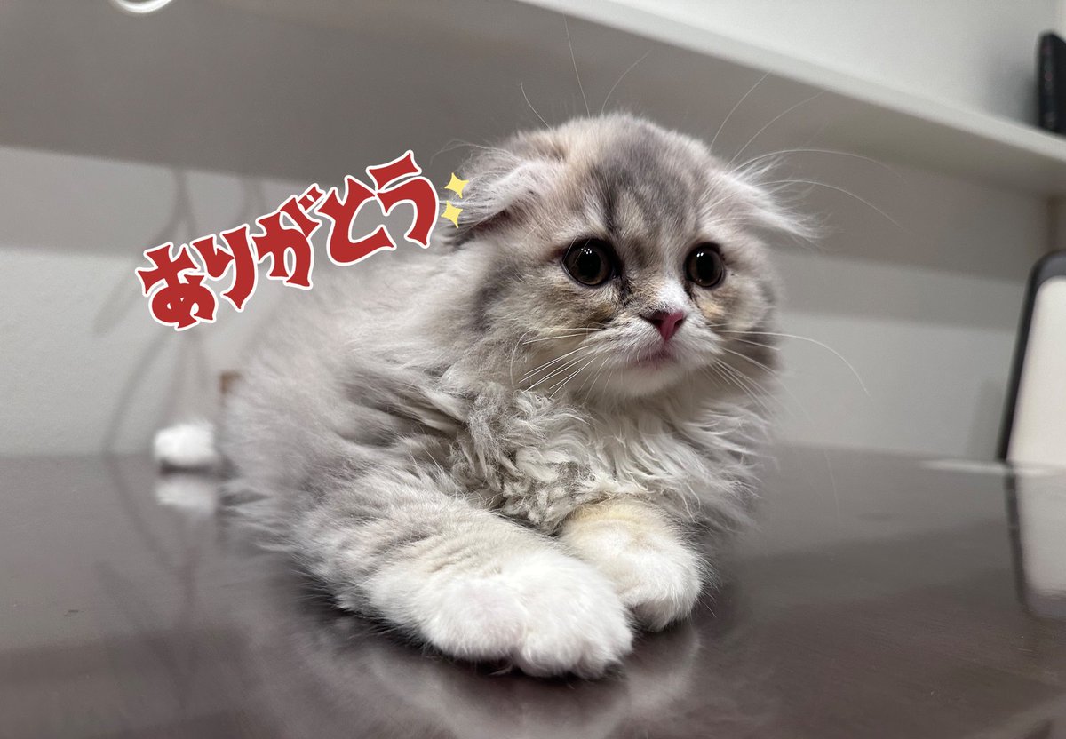 ご視聴ありがとうございました🥳

ちぇるしあさん サブギフ🎁
匿名さん サブギフ🎁
社長ビッツ💸💰

ありがとうございます🐥⸒⸒