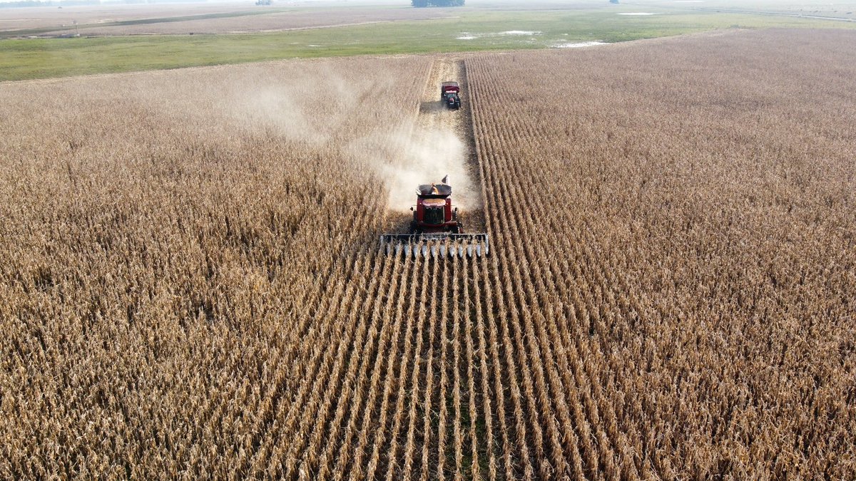 🏁 Se largo la cosecha de 🌽 en 📍Mar de Cobo. Haciendo balance entre humedad de cultivo y acceso a los lotes ⚖️. 
#rubisco #maiz #asesoramiento