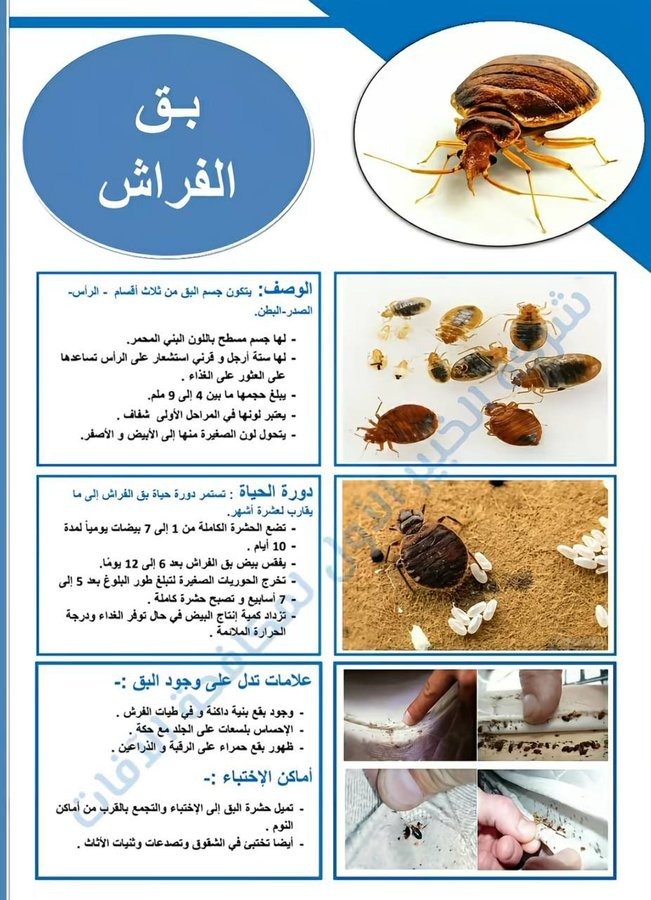 ولكن دعونا نسأل: لماذا يصعب بالفعل قتل هذه الحشرة أو طردها تحديدًا؟

تمكن علماء من معهد البوليتكنيك وجامعة ولاية فرجينيا من الإجابة على هذا السؤال؛