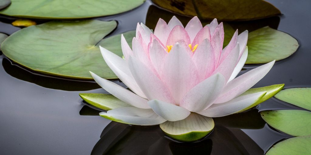 Create an Effective Stress Management Plan With These 15 Valuable Tips ift.tt/USDCbnc #StressManagement #SelfHelp #AchieveYourDreams #DailyMotivation