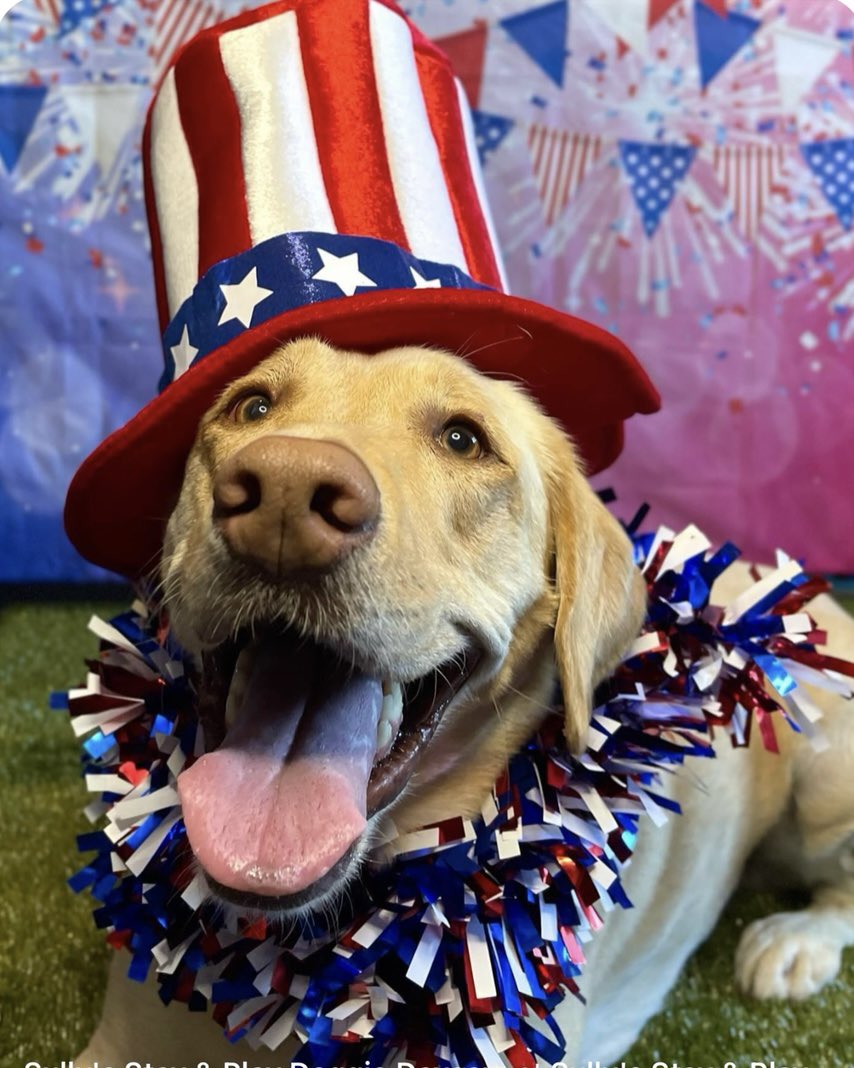 Elissa🎶🇺🇸🦅♊️🦮✡️ tweet media