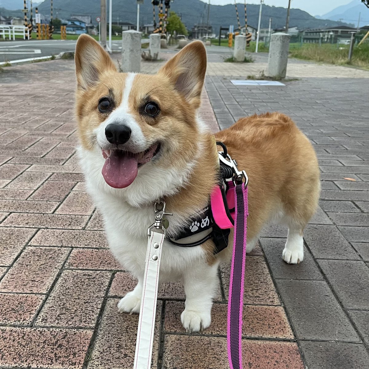 カレン　ホイプティング　犬　コーギー　小鳥　鳥かご 20220627073320-150x300.jpg